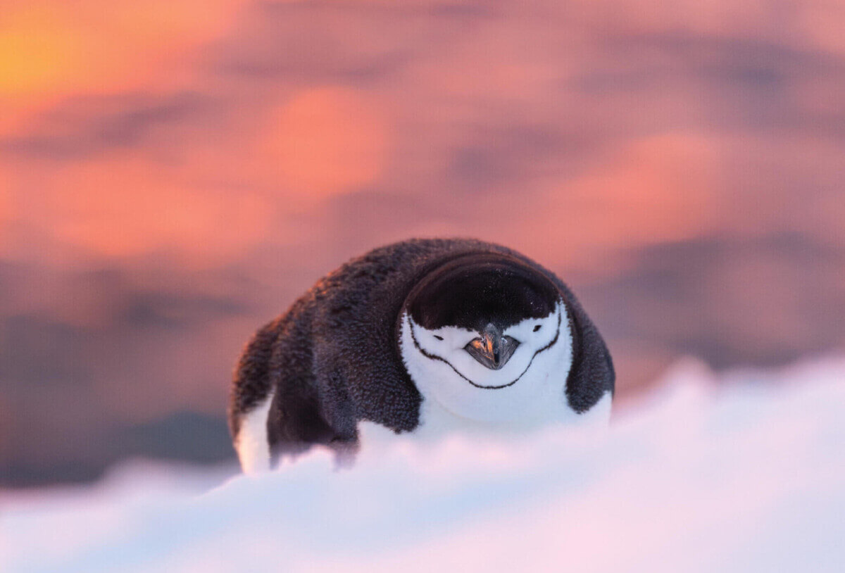 chinstrap penguin