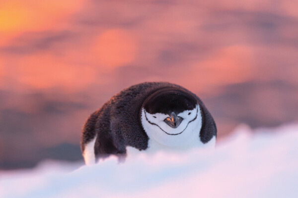 In the wild, chinstrap penguins (Pygoscelis antarcticus) sleep for an average of 4 seconds at a time