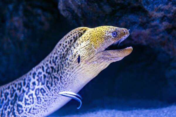 A Moray Eel enjoys the attention of a Cleaner Wrasse