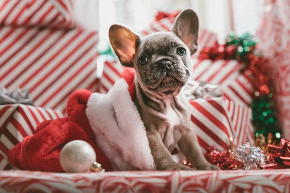 Dog in Wrapping