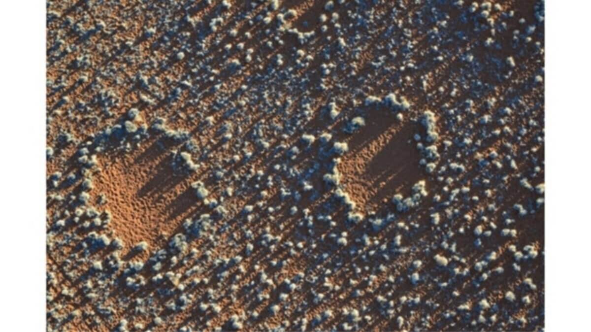 Multi-scale pattern of fairy circles in the NamibRand Nature Reserve, Namibia in a dry year