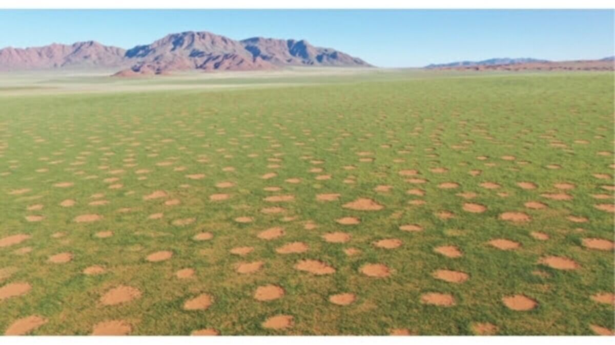 fairy circles