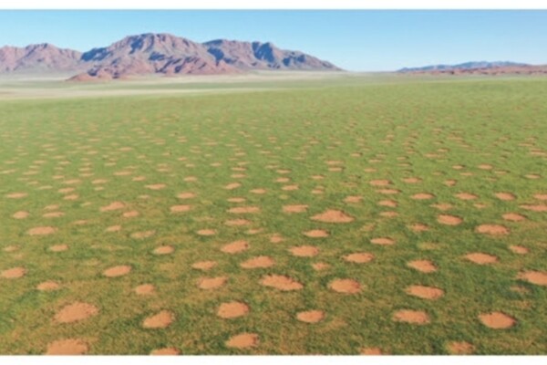 Pattern of fairy circles in the NamibRand Nature Reserve