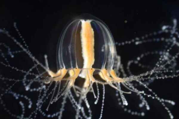 The jellyfish Cladonema pacificum exhibits branched tentacles that can robustly regenerate after amputation