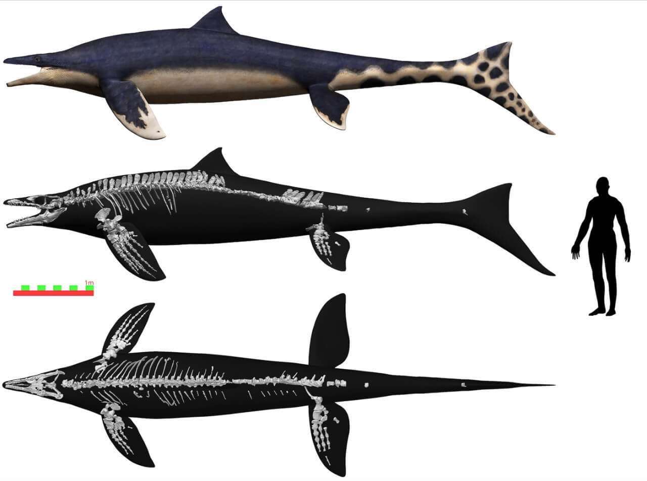 The Wakayama Soryu compared to a human