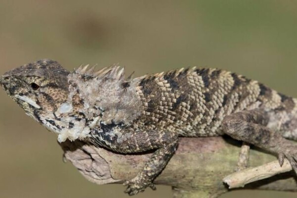 new iguana species