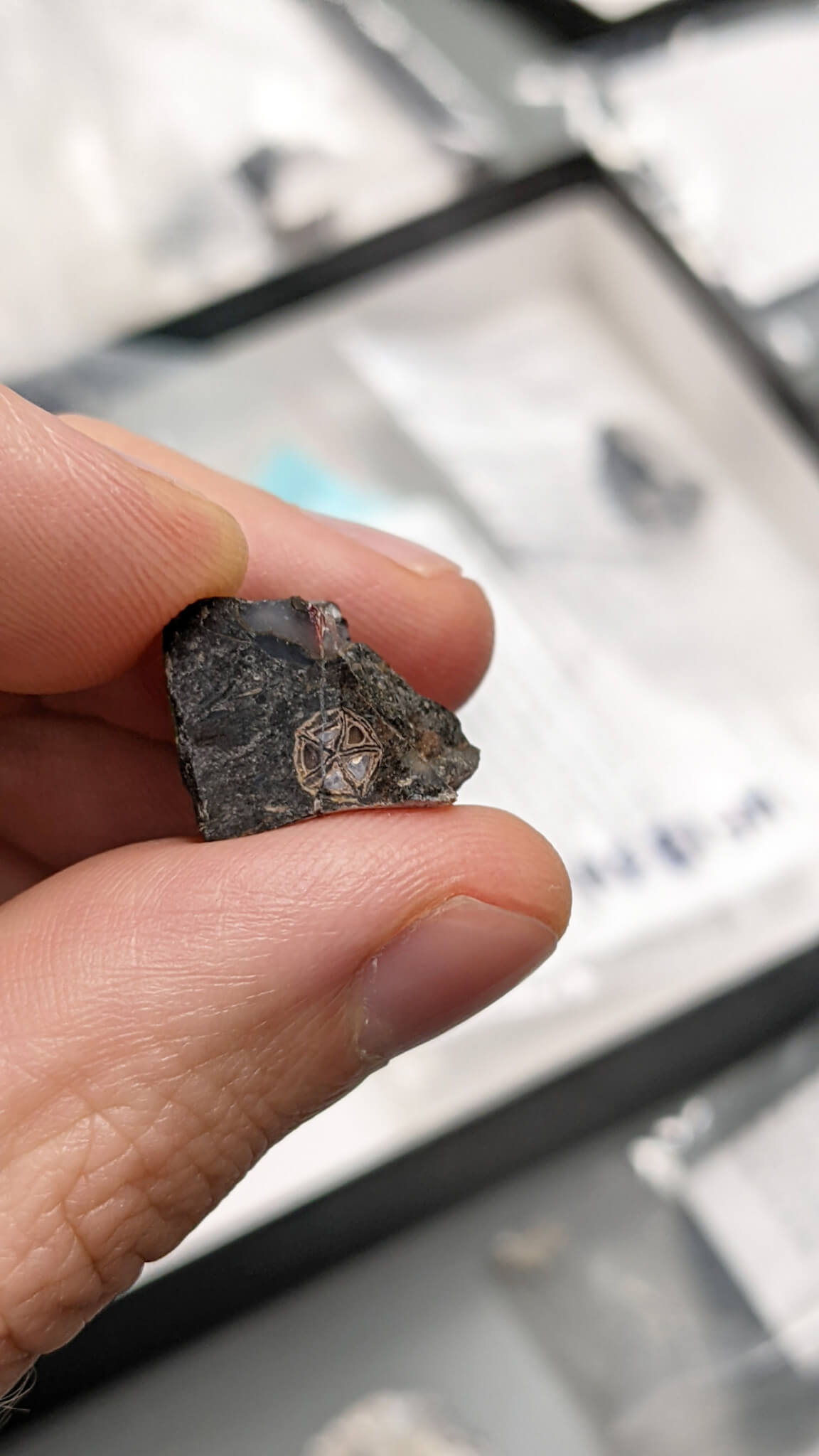 pyrene fossil