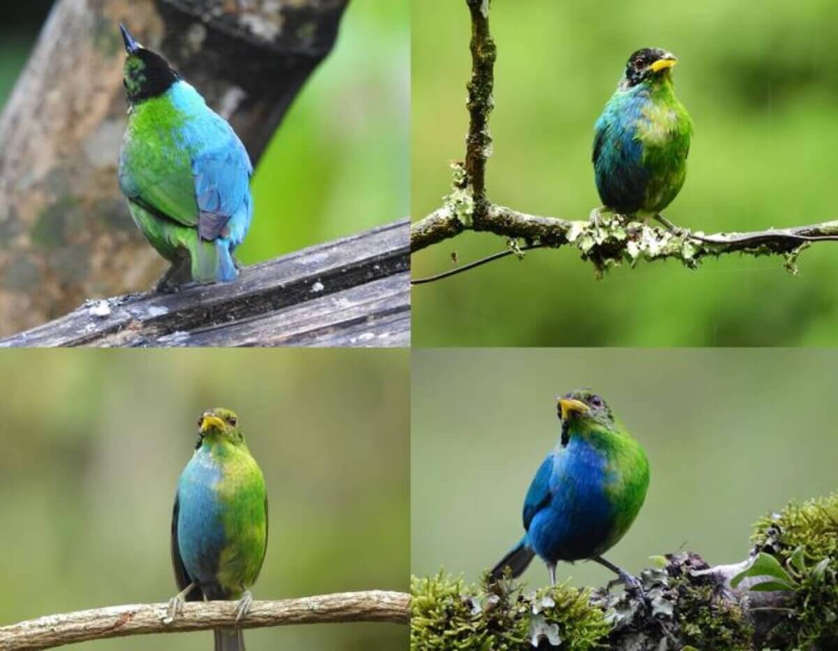 rare bird
