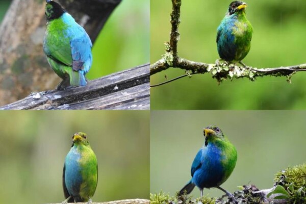bilaterally gynandromorphic Green Honeycreeper