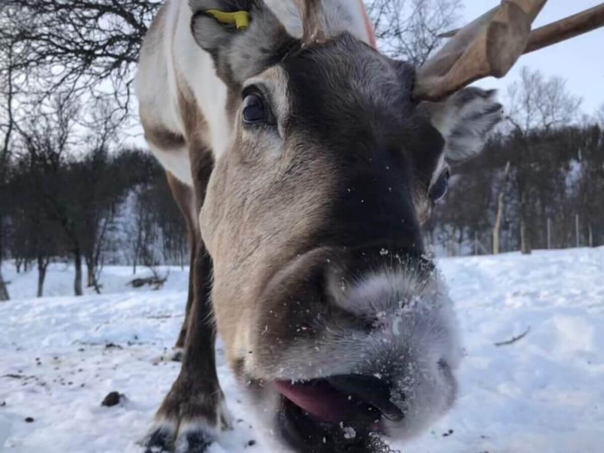 reindeer