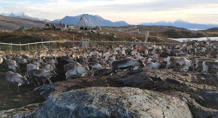 herd of reindeer