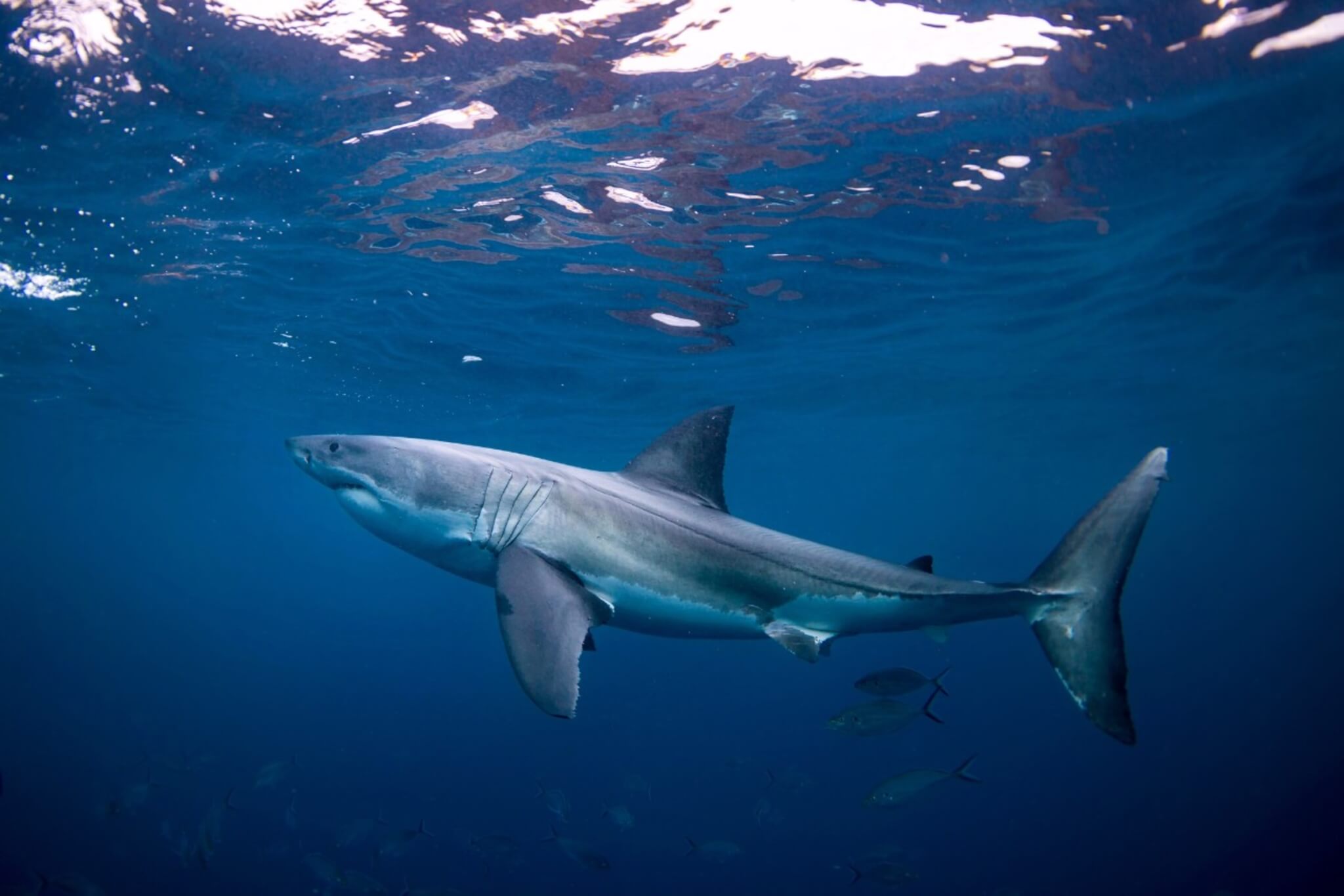 A mosasaur analyzed by University of Cincinnati paleontologist Takuya Konishi had a dorsal fin like that of a great white shark that allowed it to maneuver with precision in the water