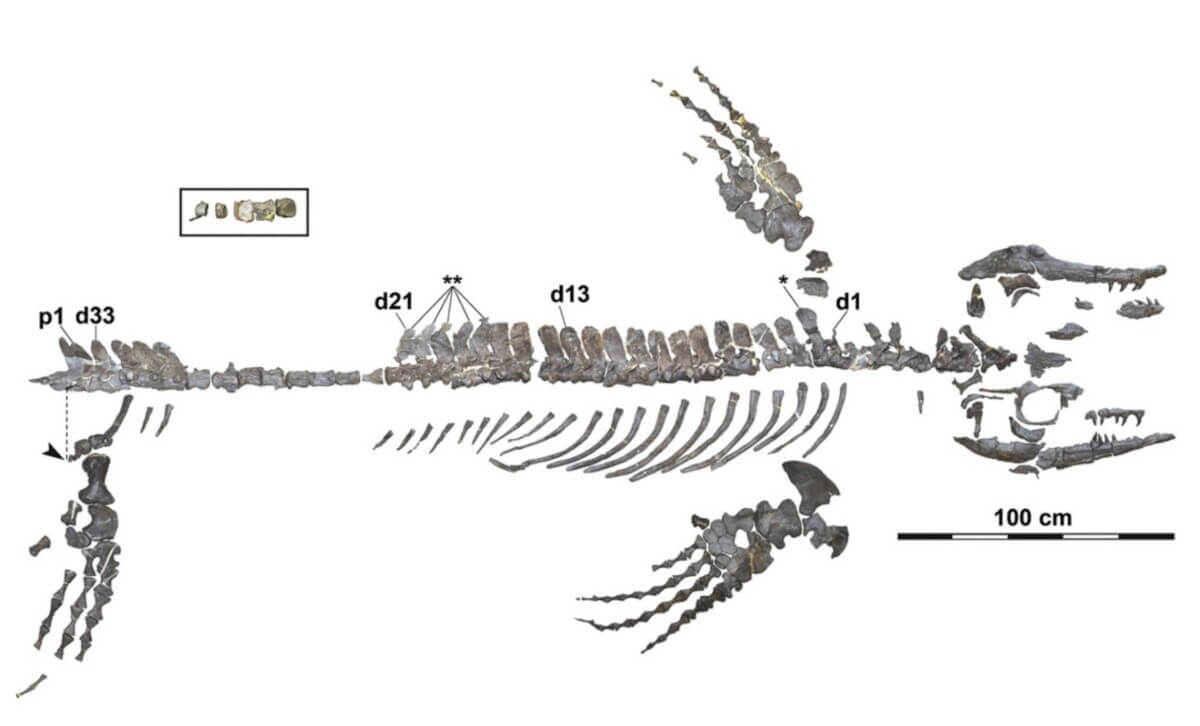 mosasaur skeleton