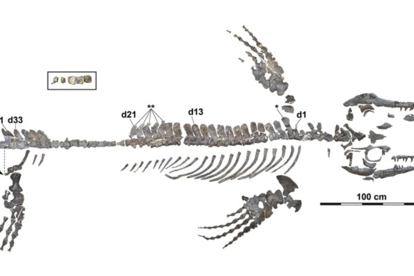 A mosasaur discovered in Japan was the most complete skeleton ever found in Japan or the northwestern Pacific