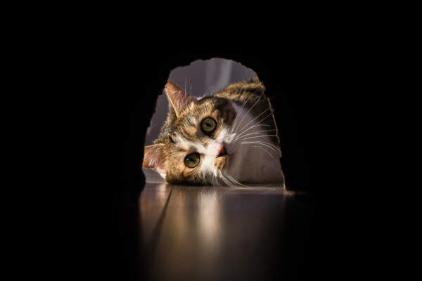 A cat stalking a mouse's hole