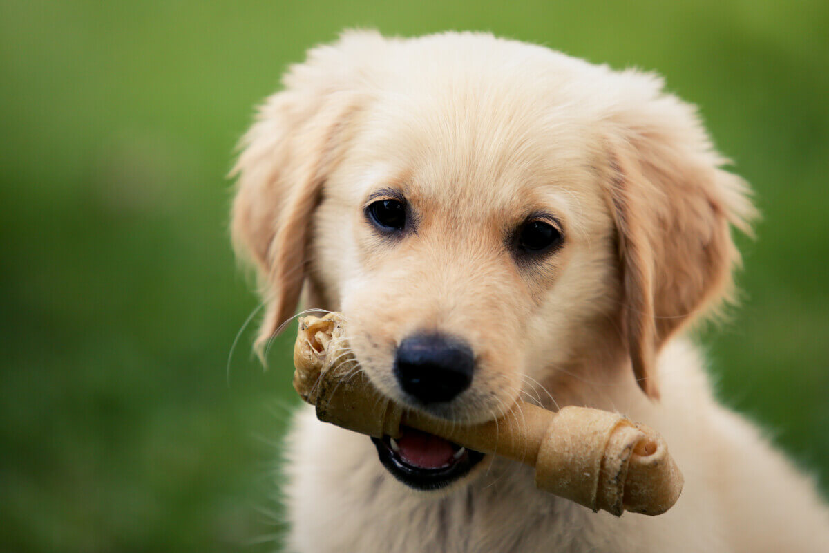 A Golden Retriever puppy with a bone
