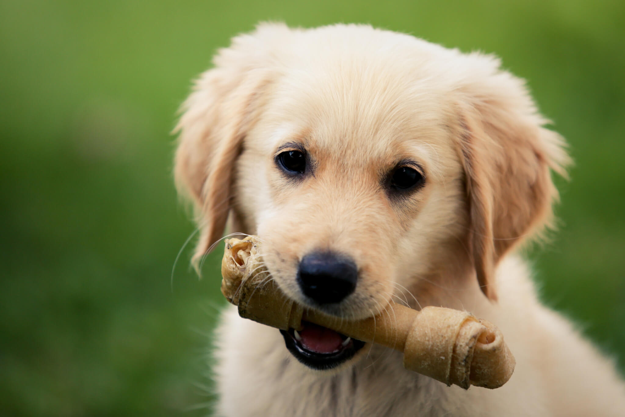 A Golden Retriever puppy with a bone