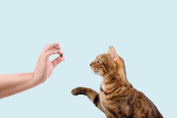 Someone giving their cat a treat