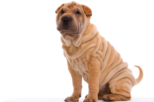 A Shar-Pei puppy