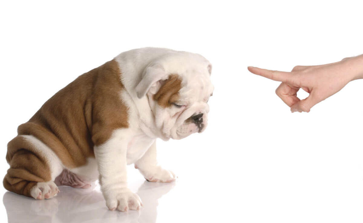 A guilty Bulldog