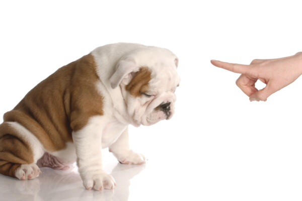 A guilty Bulldog