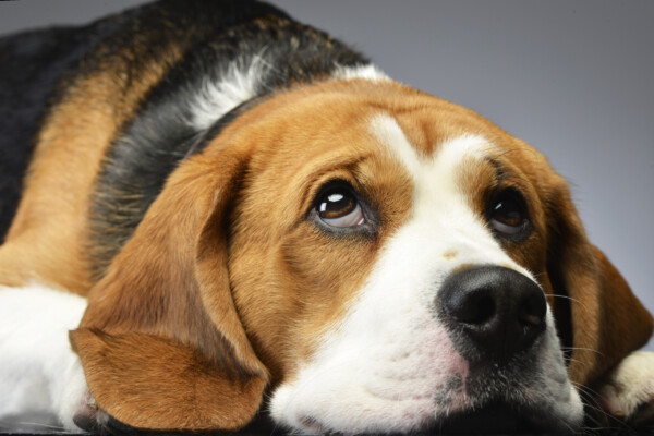 A shy Beagle