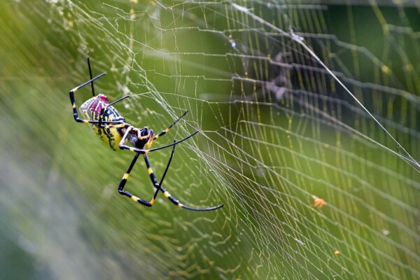 yellow and black spider in its web