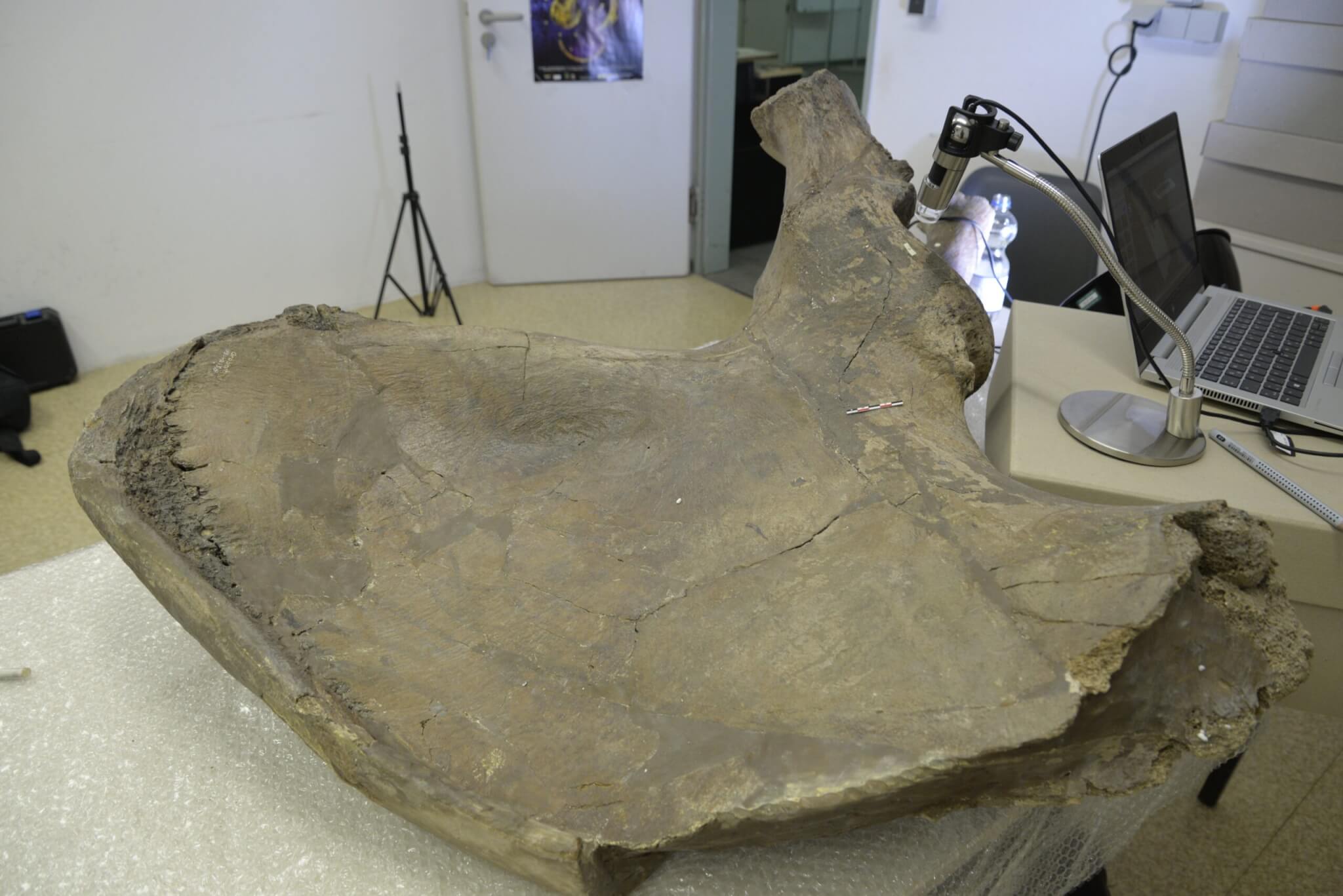 Pelvic bone of a Palaeoloxodon antiquus elephant