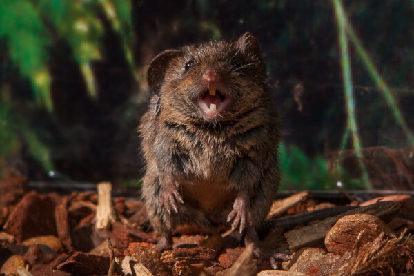 In collaboration with New York University’s Michael Long and Stanford University’s Feng Chen and Shaul Druckmann, Cold Spring Harbor Laboratory neuroscientist Arkarup Banerjee is using singing mice, like the one shown here, to understand how our brains control timing and communication