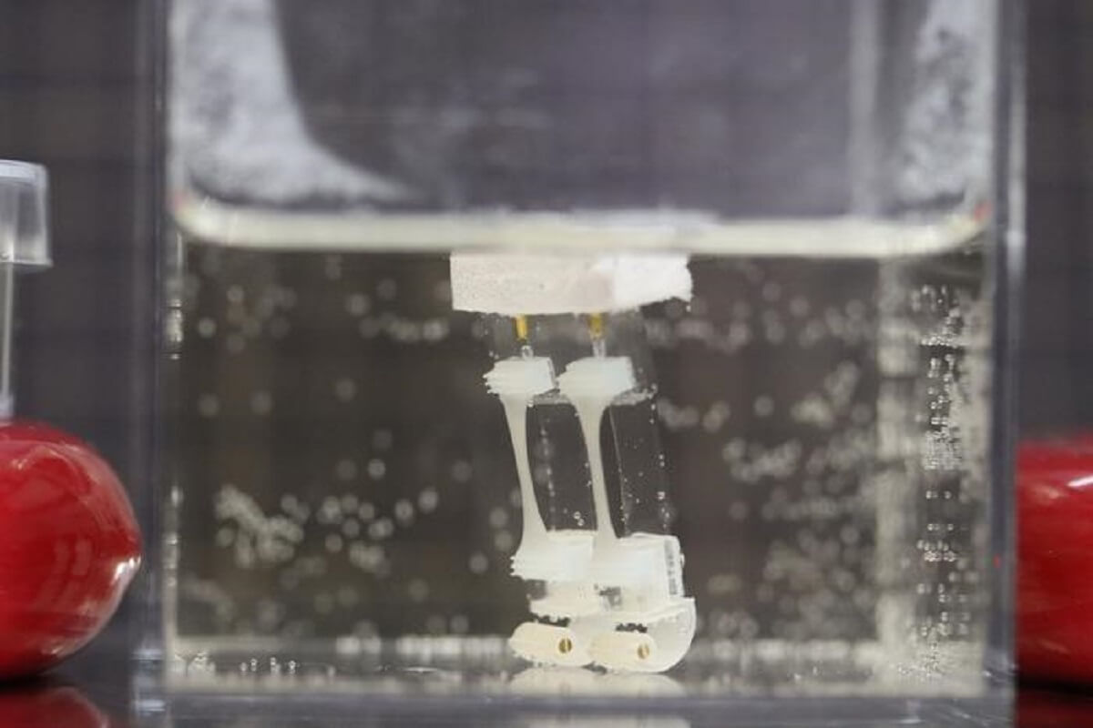 Biohybrid Robot