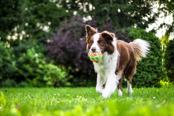 Border Collie running with tennis ball in its mouth.