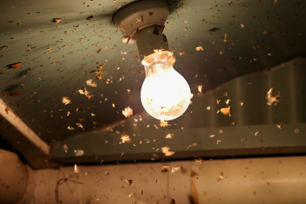 Insects and bugs flying around a lightbulb