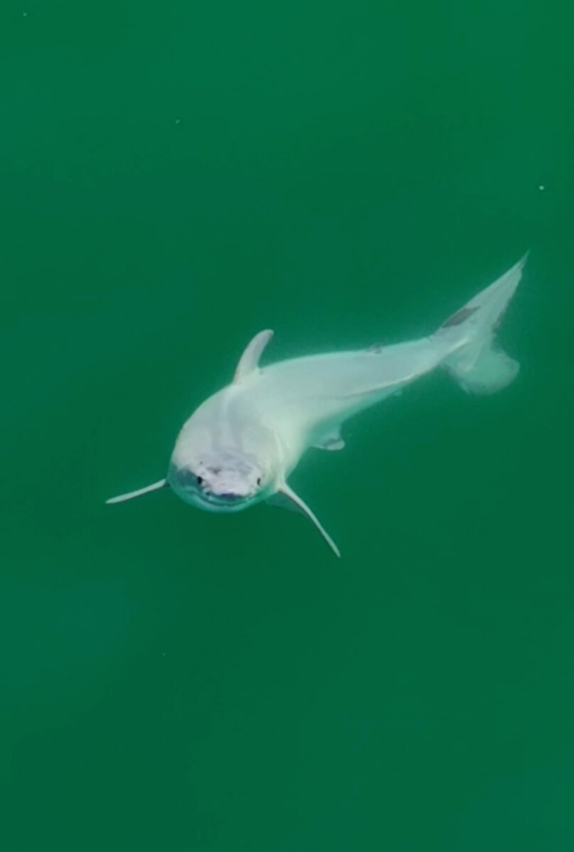 Newborn great white, filmed off the California coast near Santa Barbara