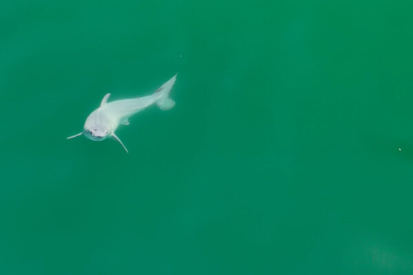 View of the newborn white shark