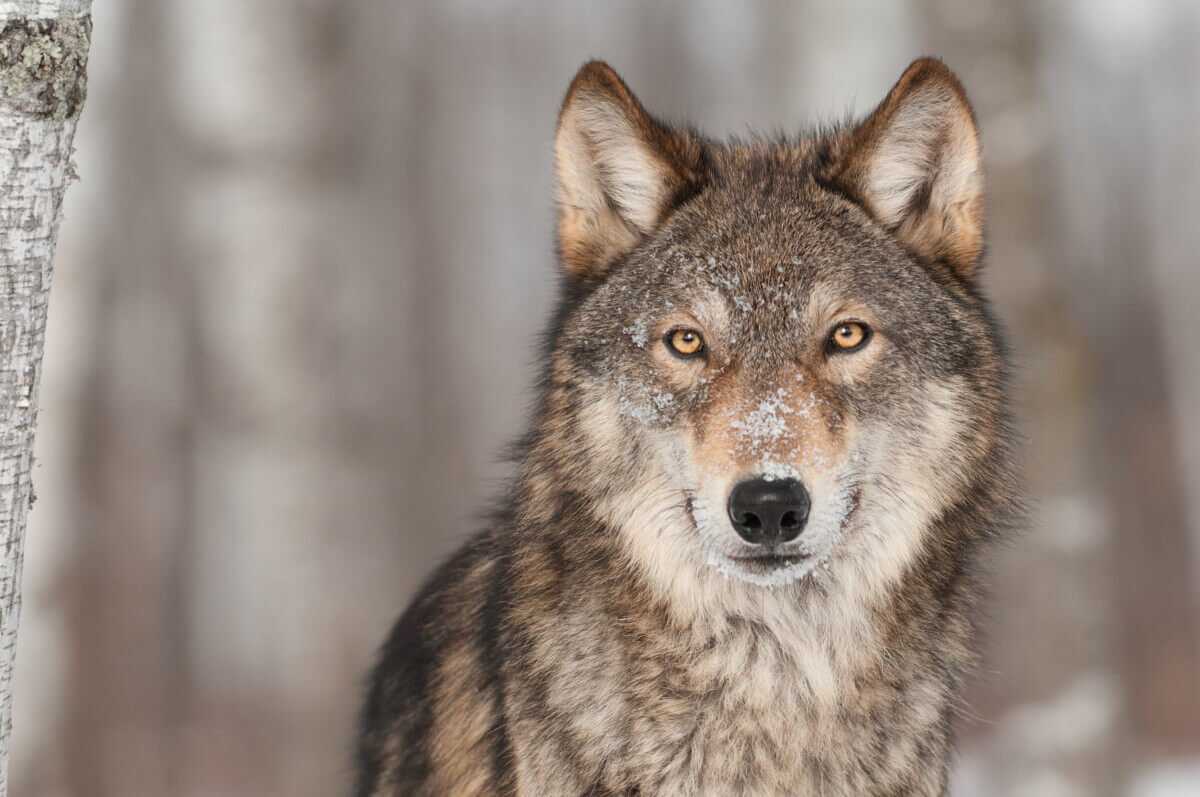 Gray wolf.