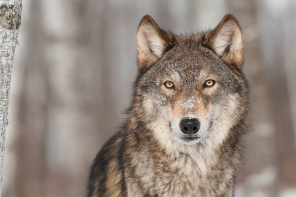 Gray wolf.