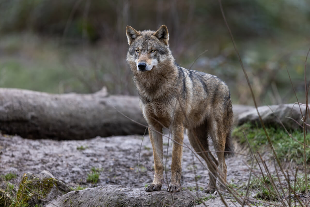Gray wolf spotted roaming in the forest. 