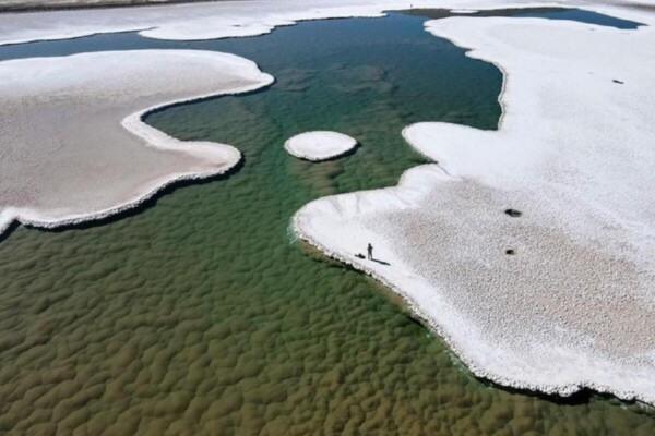 Green mounds of stromatolites flourish at the bottom of a lagoon in Argentina's Puna de Atacama.