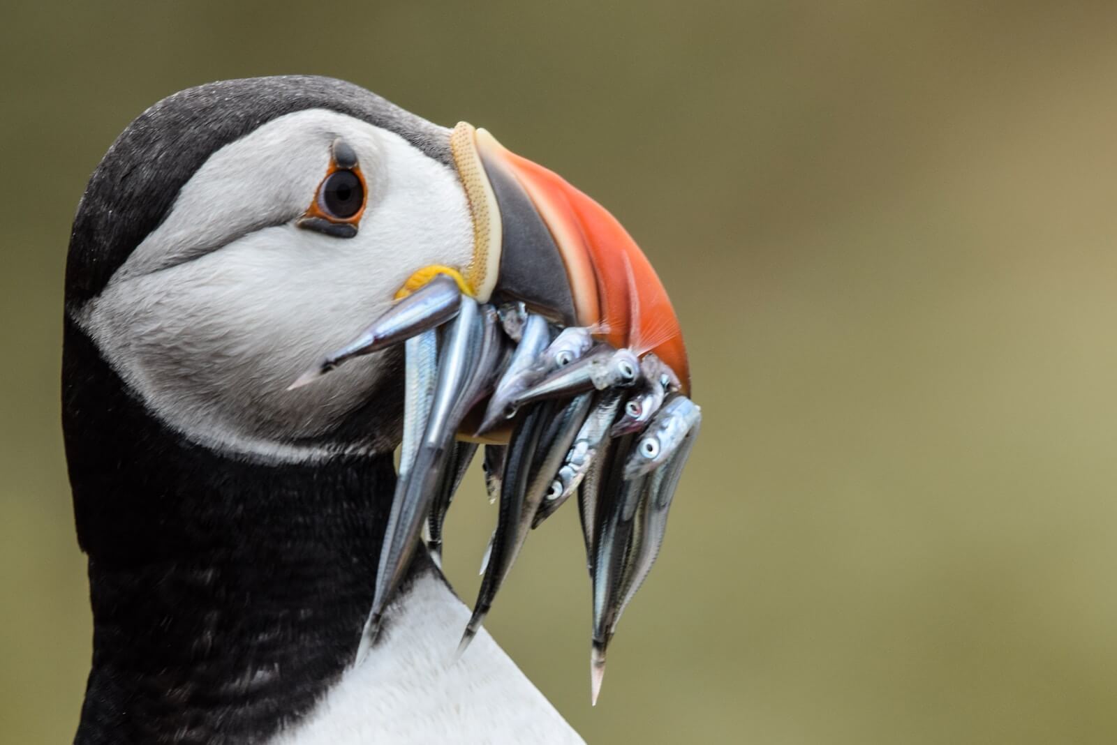 Puffins among list of iconic seabirds on the brink of extinction