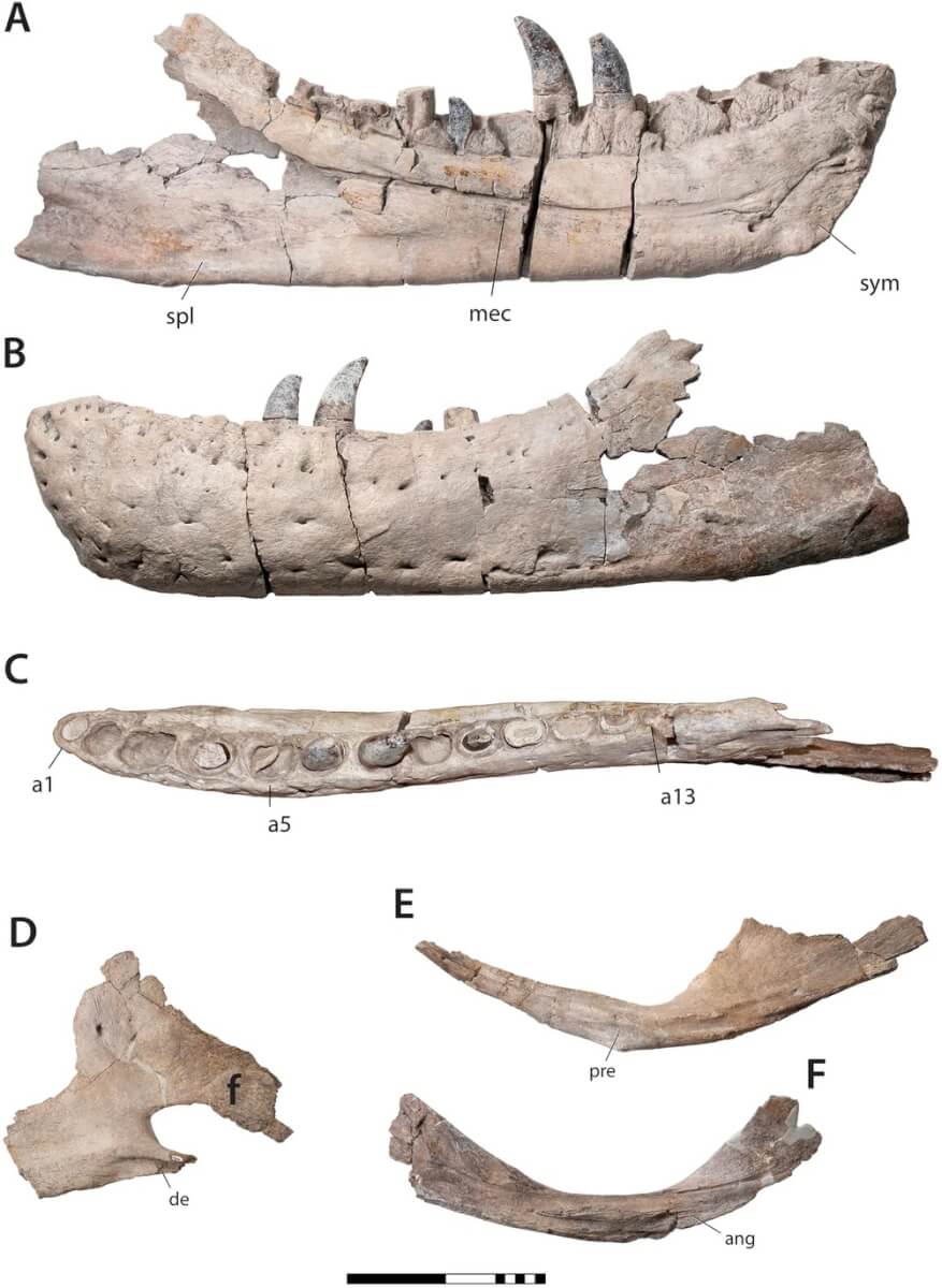 T rex cousin jaw bone