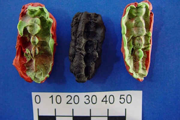 ancient chewing gum