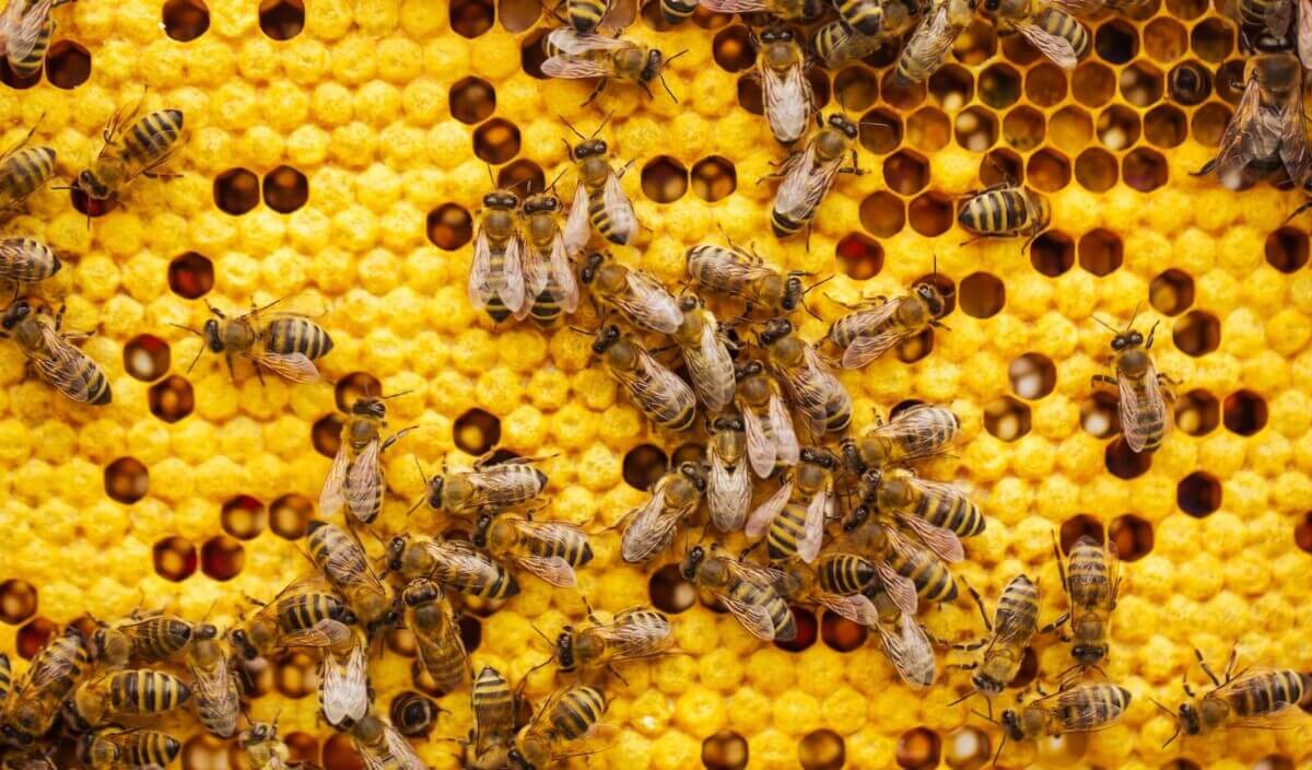 bees on a beehive