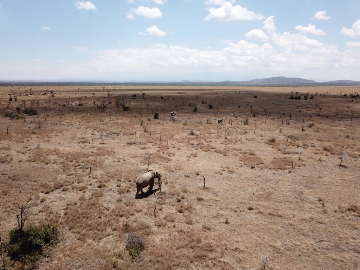 Elephants navigate a landscape invaded by big-headed ants at the Ol Pejeta Conservancy