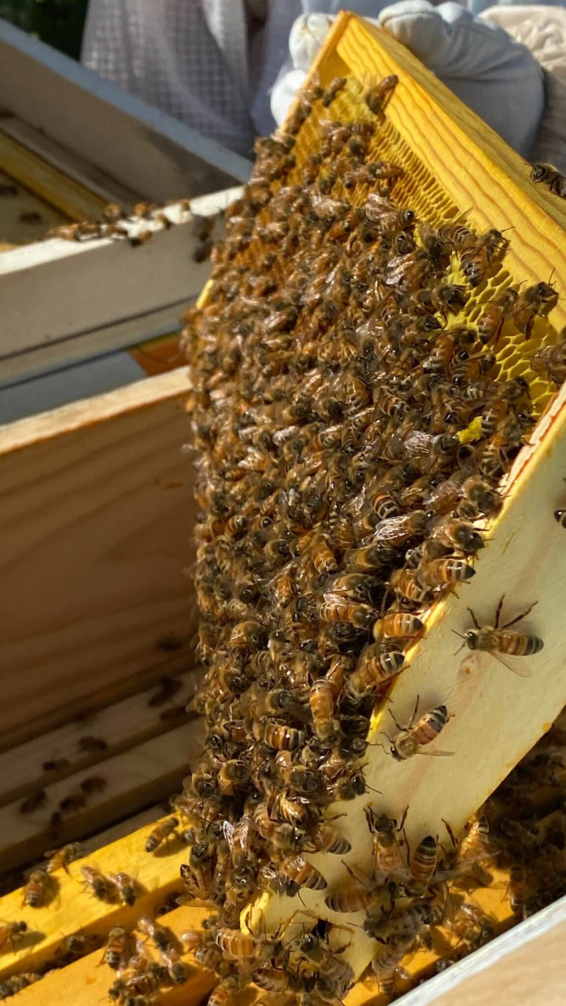 Inside the box of a honeybee hive at the Westminster College apiary