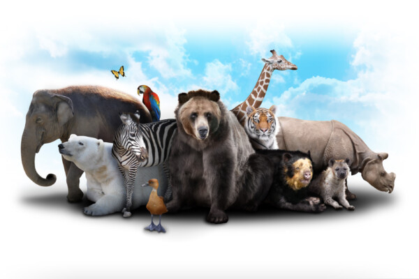 Collection of endangered species