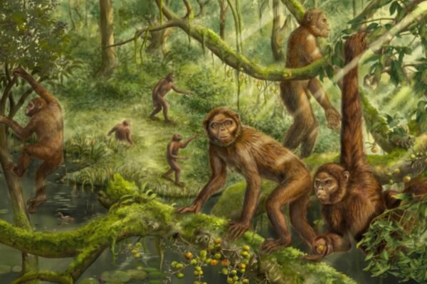 Reconstruction of the locomotor behavior and paleoenvironment of Lufengpithecus.