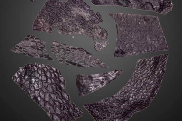 fossilized skin