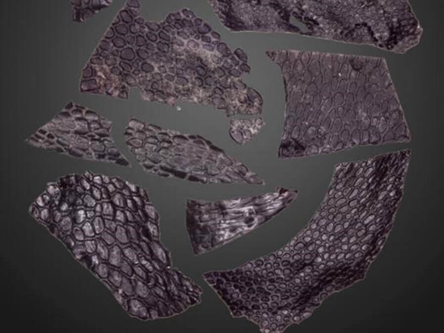fossilized skin