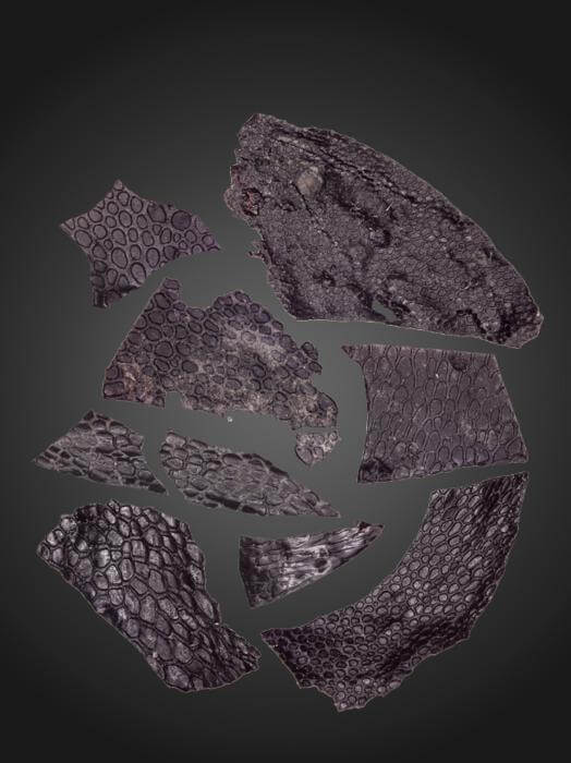 fossilized skin