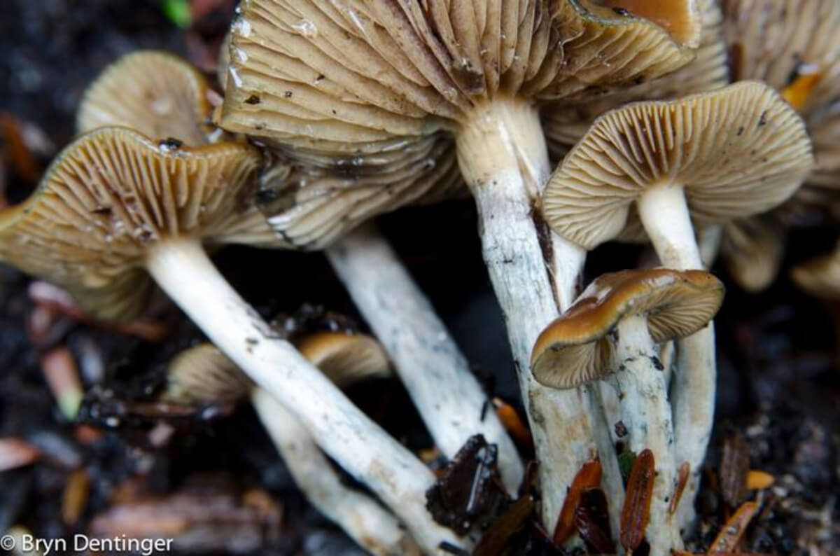 Psilocybe cyanescens, Royal Botanic Gardens, Kew